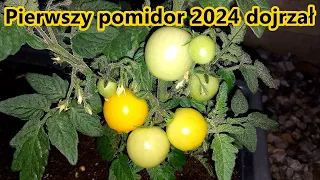 Pierwszy pomidor 2024 dojrzał swojski to swojski / Pomidory 2024