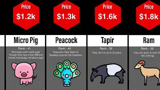 Comparison- Animal Price in Black Market