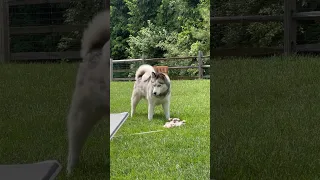 Husky Meets Puppies for the First Time