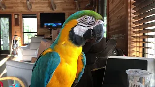 Talking With My Friend The Macaw Parrot