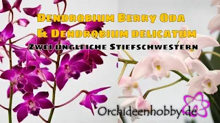 Experten-Tipps zur erfolgreichen Pflege von Dendrobium kingianum Hybriden