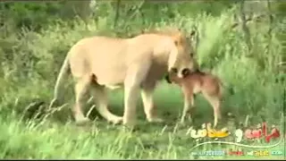 Лвица защищает антилопу. Трогательно. Львица не убила антилопу.