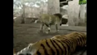 Reverse of Animal Face-off : Lion vs Tiger fight