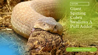 Giant Spitting Cobra Swallowing a Puff Adder | Lewa Wildlife Conservancy, Kenya