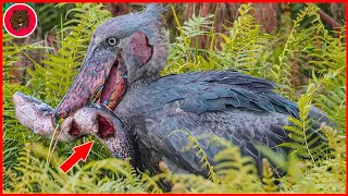 15 Shoe-Billed Stork Moments Jurassic Master Hunter Of The Wetlands | Animal Fights