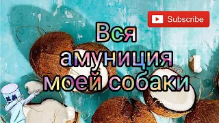 Вся амуниция моей собаки