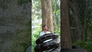 Anaconda attack 🐍 #cobra viral video #big 🐍 snake #viralreels #AmaZing