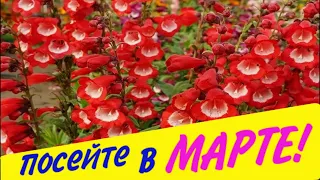 ПОСЕЙТЕ эти ЦВЕТЫ в МАРТЕ!/КОНКУРС!/Елена Мир Семян и Цветов