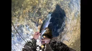 Steelhead and huge cutthroat NW Oregon 4K