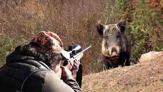 TOP WILD BOAR HUNTING 2024