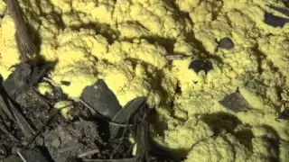 Scrambled egg slime mold