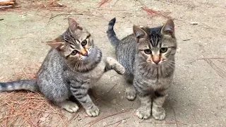 Playful kittens living on the street play incredibly cute games, they will make your day beautiful