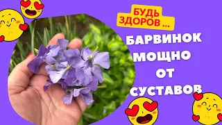 Барвинок для больных суставов ! Мощно ‼️