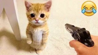 Funniest Animals 😄 New Funny Cats and Dogs Videos 😹🐶 - Part 12