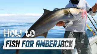 Tips For beginners trying to catch Big Amberjack