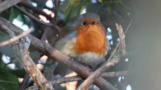 Morning to evening robin song