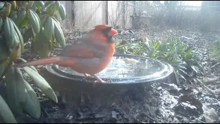 Bird Bath, February 15, 2024