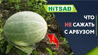 Что сажать рядом с арбузом и дыней ✔️ Соседи арбуза и дыни хитсад тв