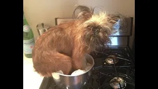 🐕 Who are you, kitchen monster?! 😺 Funny video with dogs, cats and kittens! 😸