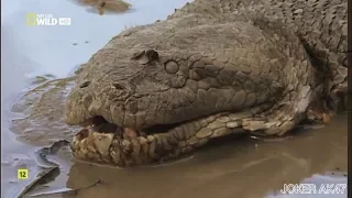 Видео анаконда мутант, anaconda mutant! Не может быть Самая большая змея! big snake, งู אַנאַקאַנדאַ