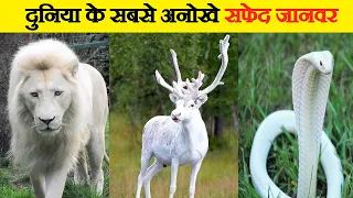 दुनिया के 10 सबसे दुर्लभ सफेद जानवर | World’s Top 10 Rarest White Animals