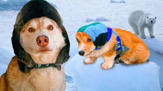 Уезжаем с КОРЖИКОМ на Северный полюс!! (Хаски Бублик) Говорящая собака