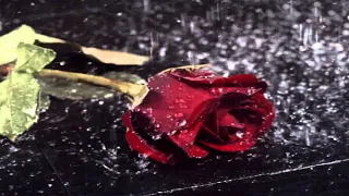 Hovannii - Дикая роза  (2020)