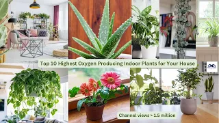 Top 10 Highest Oxygen Producing Indoor Plants for Your House | Best Indoor House Plants