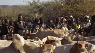 Bull jumping ceremony # Hamer tribe #Ethiopia's