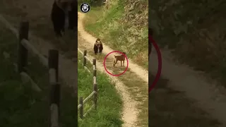 Two Dog vs Bear - By @animal.worlds11