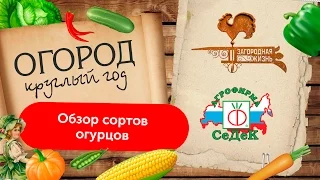 ОБЗОР СОРТОВ И ГИБРИДОВ ОГУРЦА