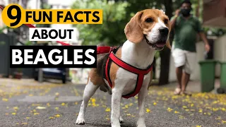 9 Facts About Beagles you didn't know!