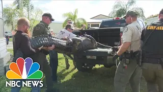 Elderly Florida woman killed in alligator attack