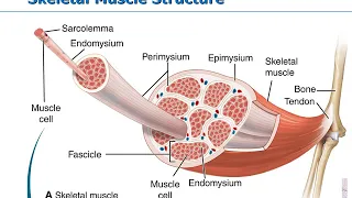 Muscular System