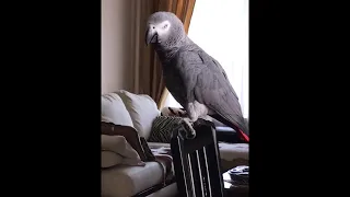 Попугай Жора такой умный и кот Муса