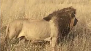 Huge male lion - Okavango Delta