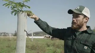 TREES FOR DAIRY COWS (SILVOPASTURE SERIES EP 8 )