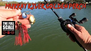 Murray River Golden Perch | The Full Scale