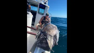 Craziest Giant Bluefin Tuna on the Kite Sequence Captured Film!