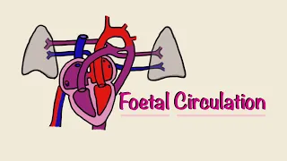 Foetal (Fetal) Circulation | Before and At Birth | Cardiac Physiology | Embryology