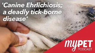 myPET Podcast: Canine Ehrlichiosis; a deadly tick-borne disease