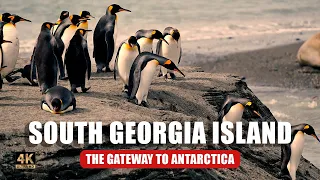 The gateway to Antarctica and one of the most remote places on Earth, South Georgia Island❄️🐧🧊