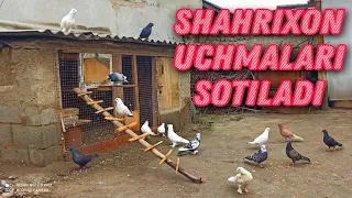 Uchma kabutarlar Sotiladi 📞999977759 Shahrixon Oq Masjid mahallasi Кабутарлар Голубей Pigeons