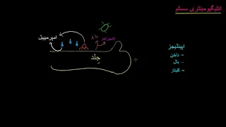 Meet the skin Overview |  Integumentary system physiology  | NCLEX RN |  Khan Academy Urdu