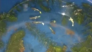 feeding live food for fish