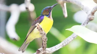 Brown-throated Sunbird Call | Anthreptes malacensis