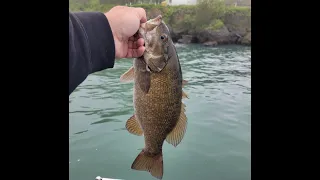 Lake Erie Bass Islands Smallmouth Fishing - May 2024