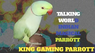 talking  |king |magical ringneck parrot amazing |beautiful |wenderfull parrot king of| |world best