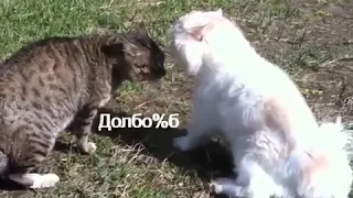 драка котов нихуя долбоёб