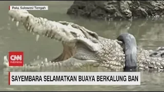 Sayembara Selamatkan Buaya Berkalung Ban